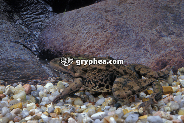 Grenouille sous l'eau - gryphea.com